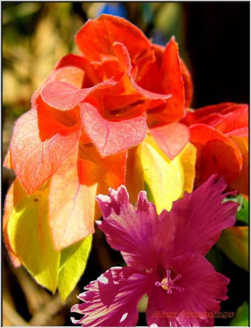 flower
