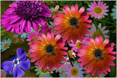 Flowers composite images