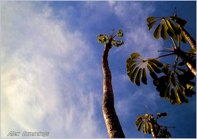 three trees