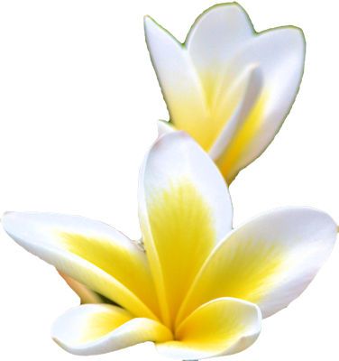 flower 1
