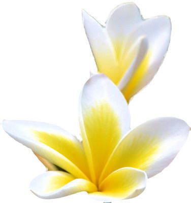  flower 2